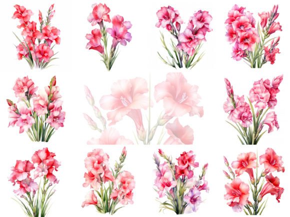 Gladioli Watercolor Flowers Clipart